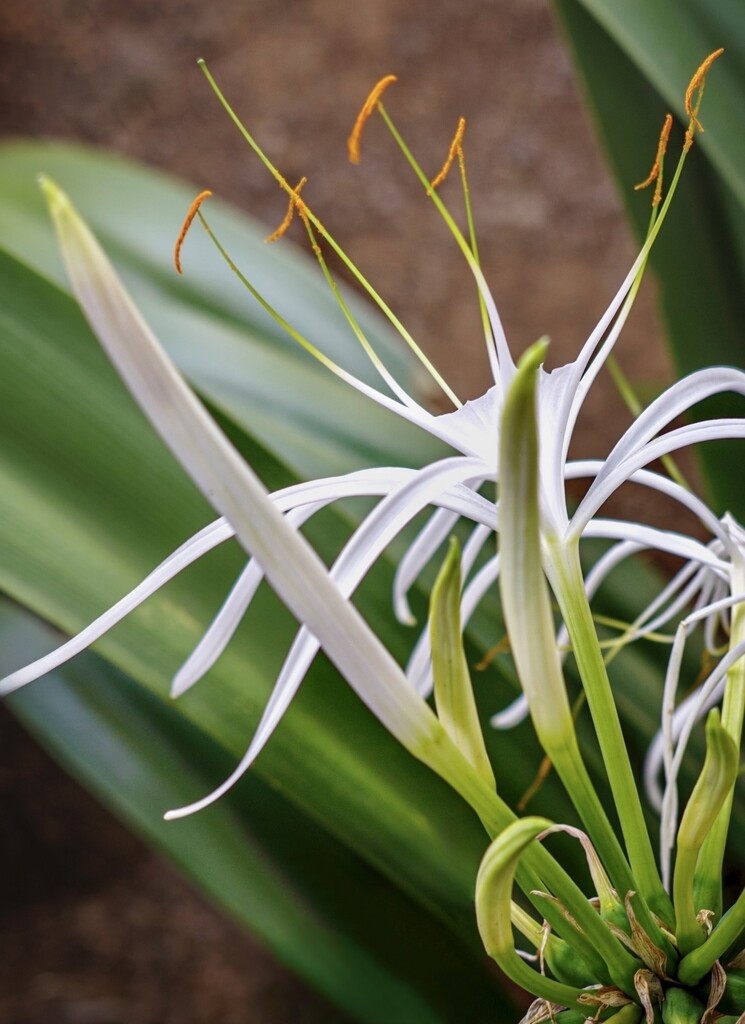 Beach Spider Lily by cocokinetic