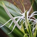 Beach Spider Lily