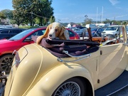 2nd Sep 2024 - Complete with canine passenger!