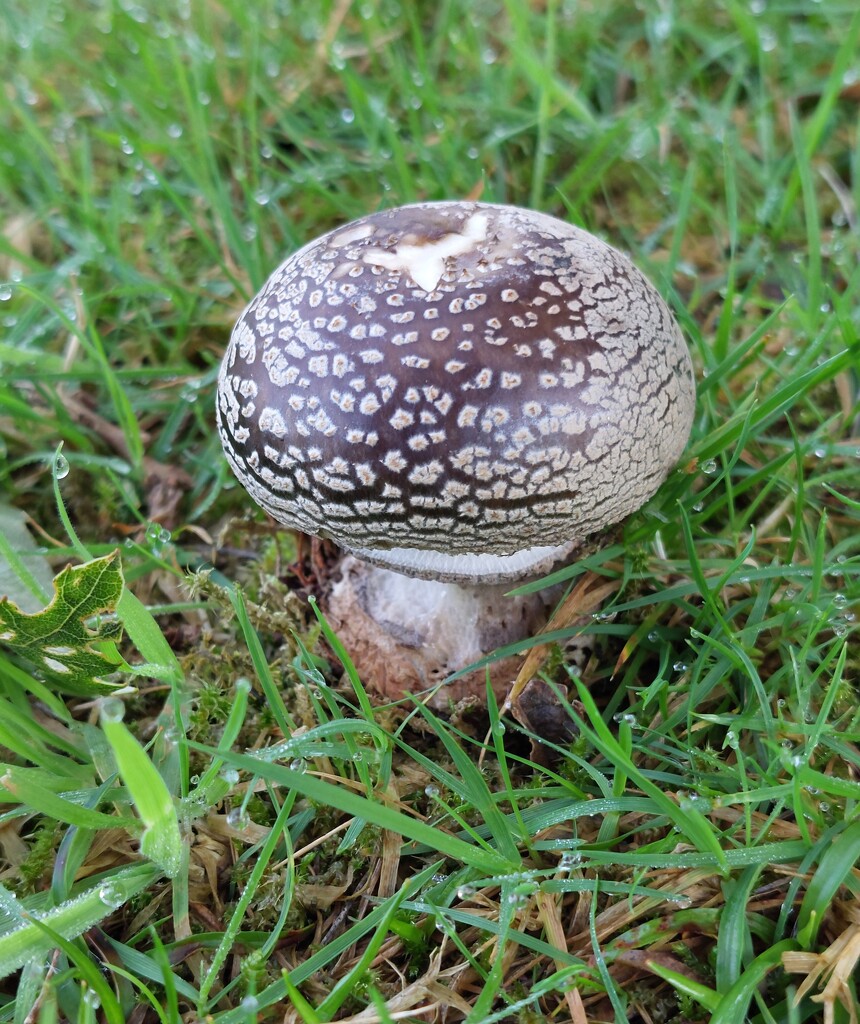 Fungi at Threave Gardens  by samcat