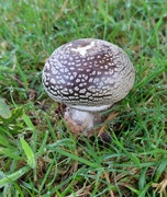 30th Aug 2024 - Fungi at Threave Gardens 