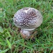 Fungi at Threave Gardens 