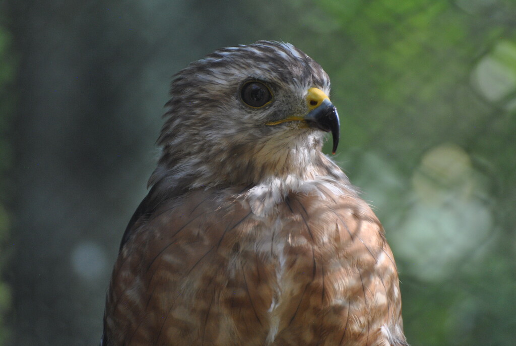 Day 241: Red-Shouldered Hawk by jeanniec57