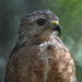 Day 241: Red-Shouldered Hawk by jeanniec57