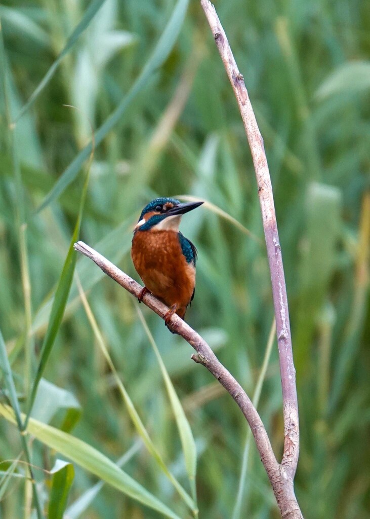 Male Kingfisher  by phil_sandford