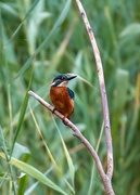 2nd Sep 2024 - Male Kingfisher 