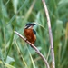 Male Kingfisher 