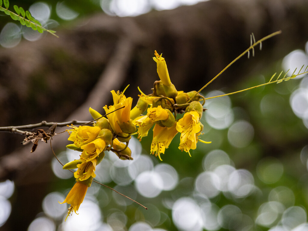 Kowhai flowers  by christinav