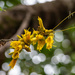 Kowhai flowers 