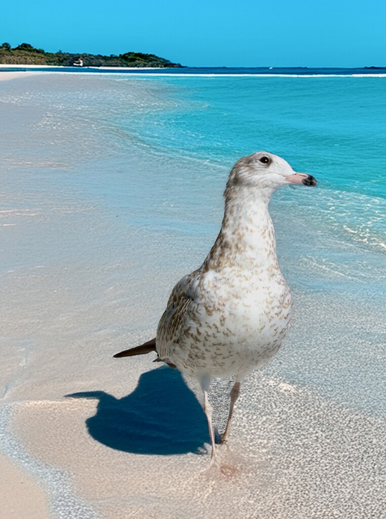 Seagull at the Beach by corinnec