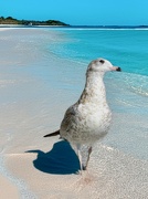 2nd Sep 2024 - Seagull at the Beach