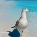 Seagull at the Beach by corinnec