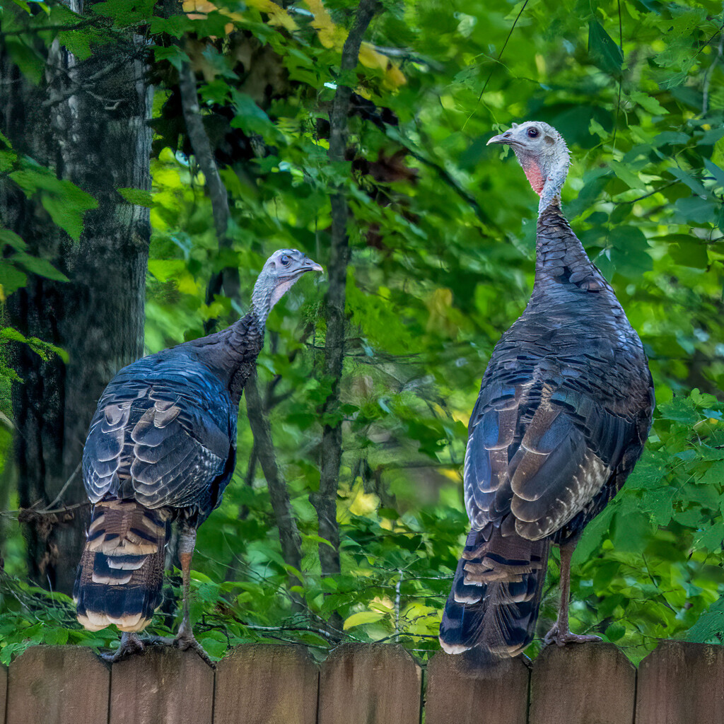 Wild Turkeys by kvphoto