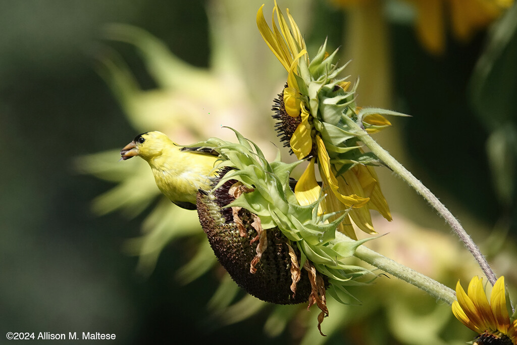 Foraging Goldfinch by falcon11