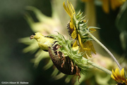 2nd Sep 2024 - Foraging Goldfinch