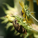 Foraging Goldfinch by falcon11