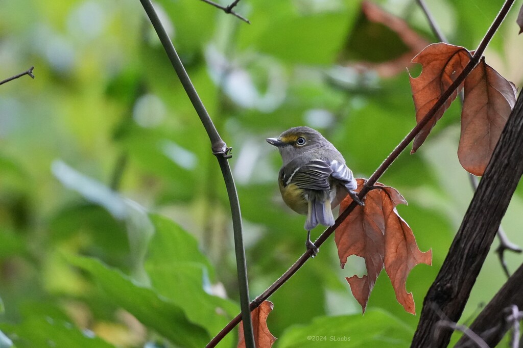 White Eyed Vireo by slaabs