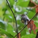 White Eyed Vireo