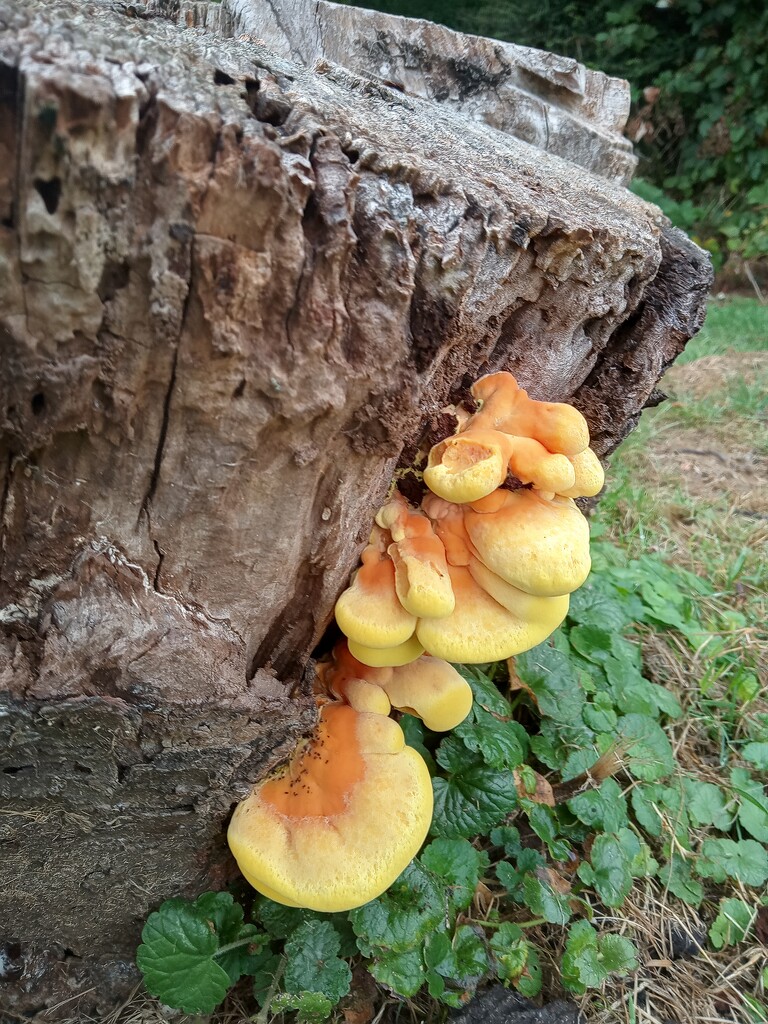 Colourful Fungi by 365projectorgjoworboys