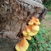 Colourful Fungi