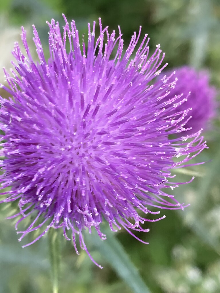 T Is for Thistle by spanishliz