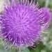 T Is for Thistle