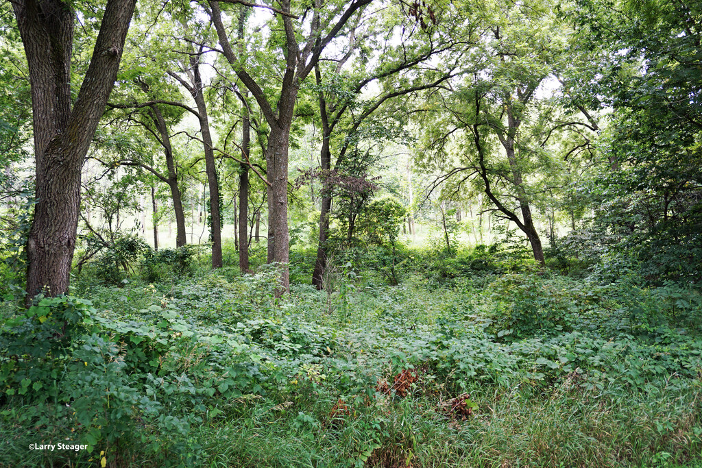 Forest preserve by larrysphotos