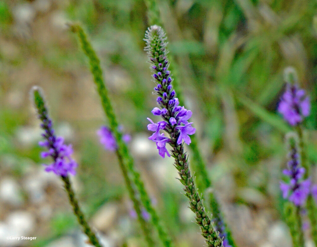 Vervain wildflower by larrysphotos