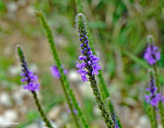 2nd Sep 2024 - Vervain wildflower