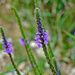 Vervain wildflower by larrysphotos