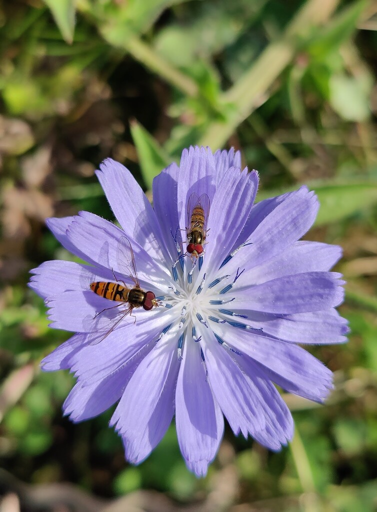 Marmalade hoverflies on chicory in the garden by roachling