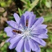 Marmalade hoverflies on chicory in the garden by roachling