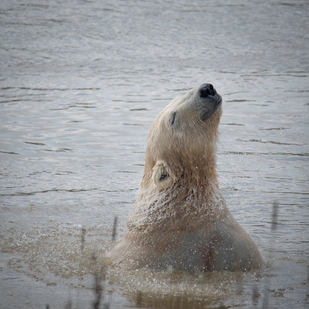 Polar Bear enjoying a swim by anncooke76