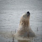 31st Aug 2024 - Polar Bear enjoying a swim