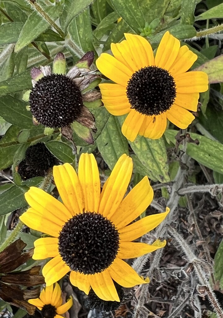 It’s black eyed susan time by cwgould