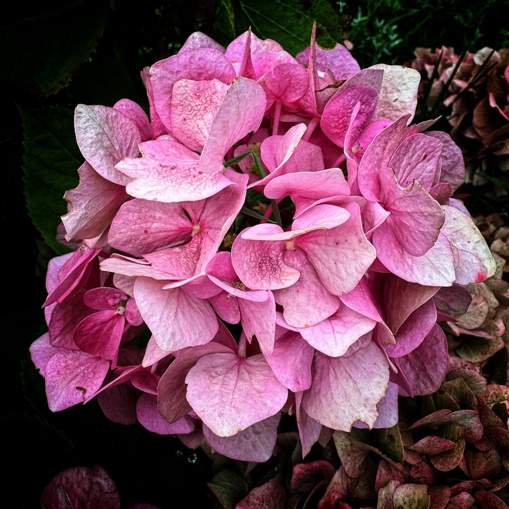 Hydrangea by anncooke76