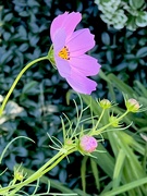 2nd Sep 2024 - Cosmos 