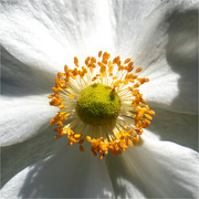 2nd Sep 2024 - Closeup Pistil