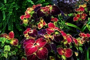 3rd Sep 2024 - My Coleus Looks So Lovely ~