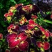 My Coleus Looks So Lovely ~ by happysnaps