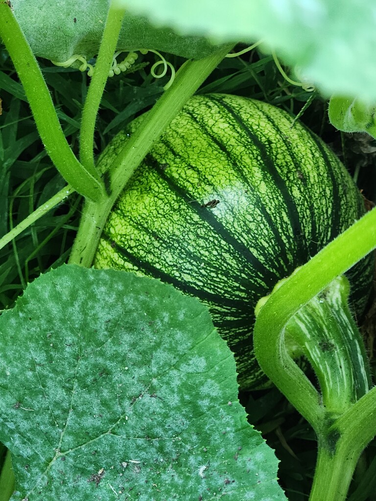 Pumpkin That Looks Like A Watermelon by jo38