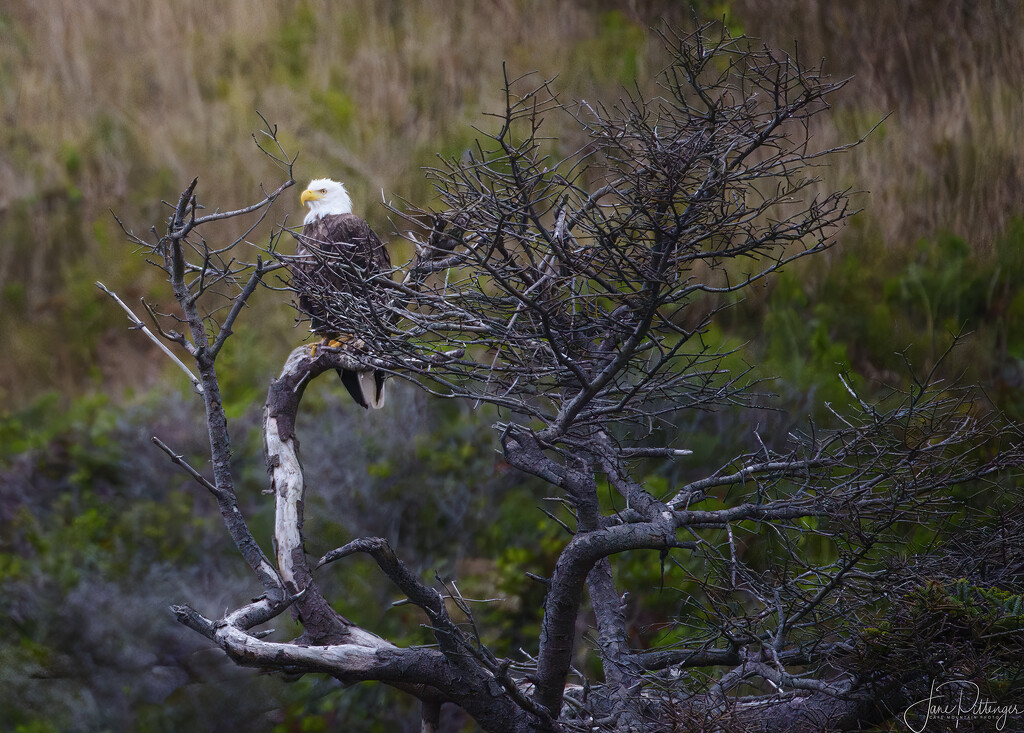 Bald Eagle in the Branches by jgpittenger