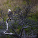 Bald Eagle in the Branches by jgpittenger