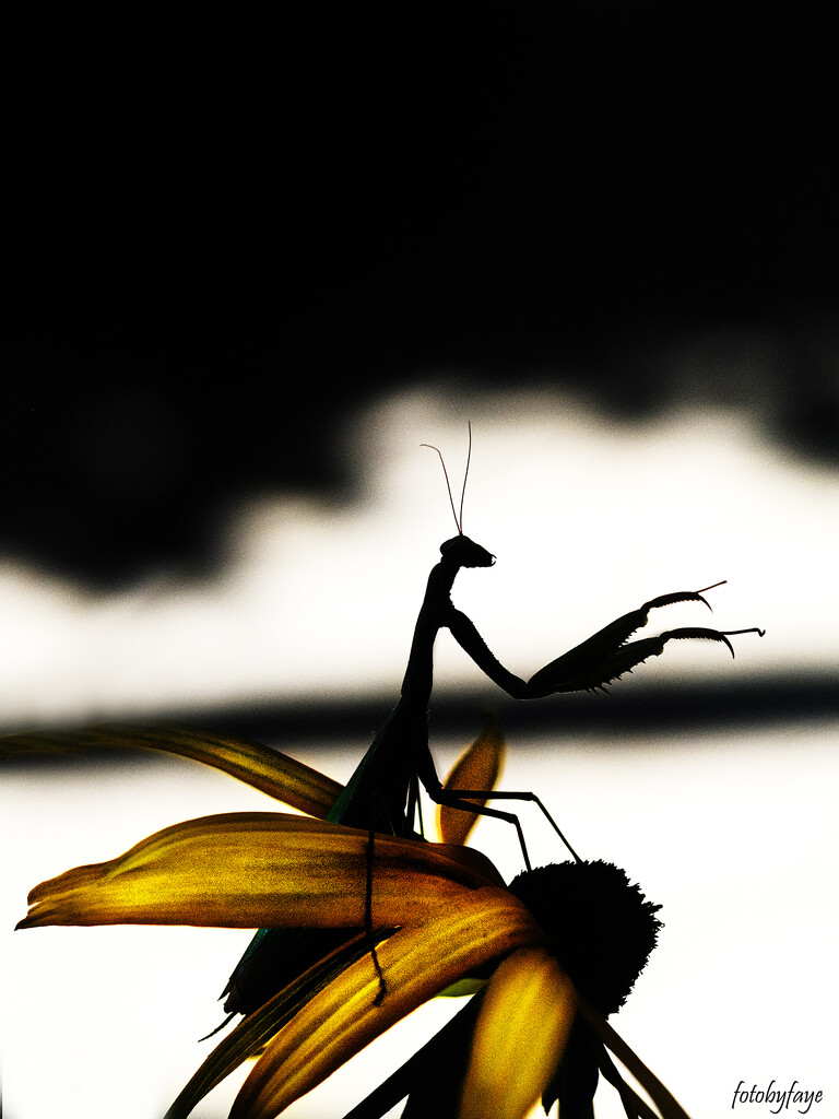 Praying mantis silhouette by fayefaye