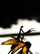 2nd Sep 2024 - Praying mantis silhouette