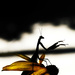 Praying mantis silhouette