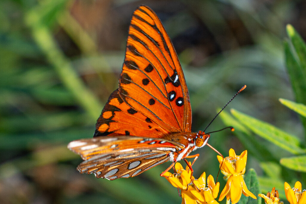 Butterfly close up... by thewatersphotos