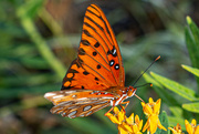 2nd Sep 2024 - Butterfly close up...