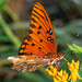 Butterfly close up...