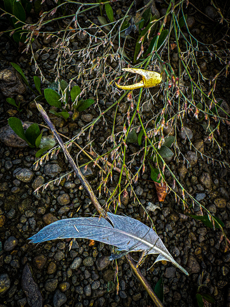 Beach Detritus by jnewbio